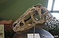 VBS_0881 - Dinosauri. Terra dei giganti